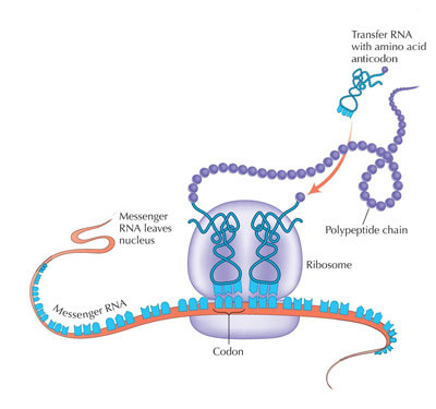mRNA翻译过程