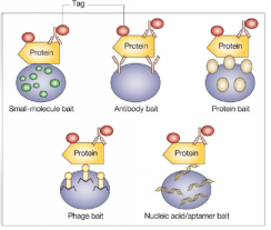 蛋白质芯片技术Protein microarrays